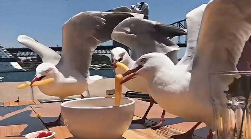 Мартини крадуть їжу